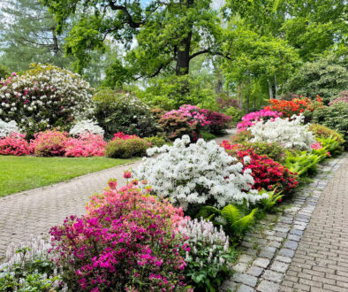 1000_F_440929511_mg5NEycuS2IymDW80JdsltnKlFeAU39h